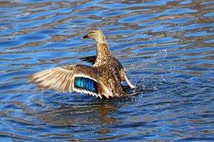 Flaunting The Blues